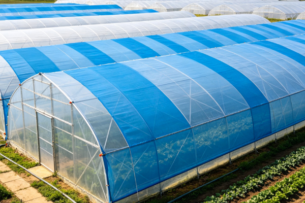 PVC Tarpaulin Solutions for Agricultural Greenhouse Sun Protection